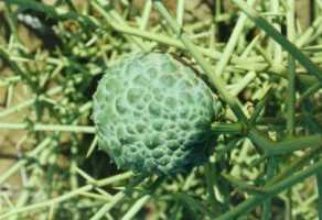 african  plants, namibia, topnaars, acanthosicyos horrridus, Cucrbitaceae, Nara, naras, !nara, botterpitte