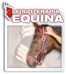 Fisioterapia equina