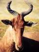 Hartebeest