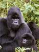  Mountain Gorilla 