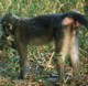 White-collared Mangabey