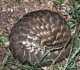 pangolin_thumb.jpg (10671 bytes)