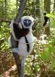  Sifakas de Coquerel 