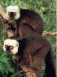  lemur Blanco-afrontado 